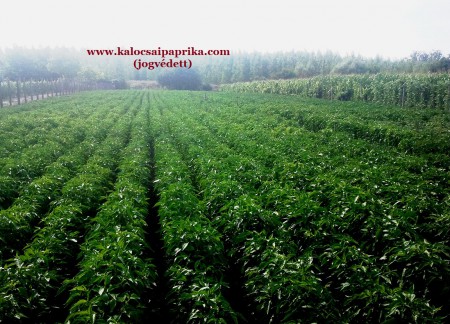 Kalocsai Fűszerpaprika termesztés